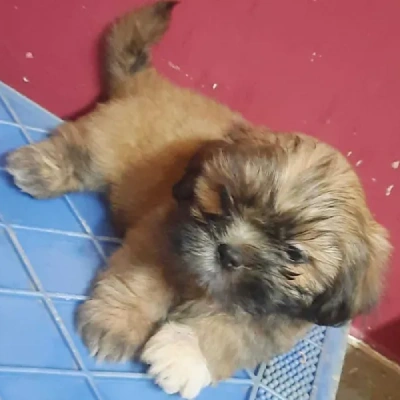 Lhasa Apso Price in Surat | Lhasa Apso Puppies for sale in Surat