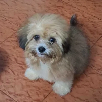 Lhasa Apso Price in Noida | Lhasa Apso Puppies for sale in Noida