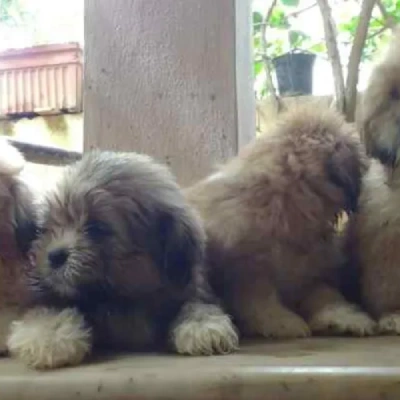 Lhasa Apso Price in Delhi | Lhasa Apso Puppies for sale in Delhi