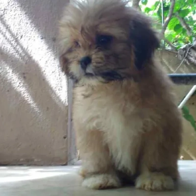 Lhasa Apso Price in Visakhapatnam | Lhasa Apso Puppies for sale in Visakhapatnam