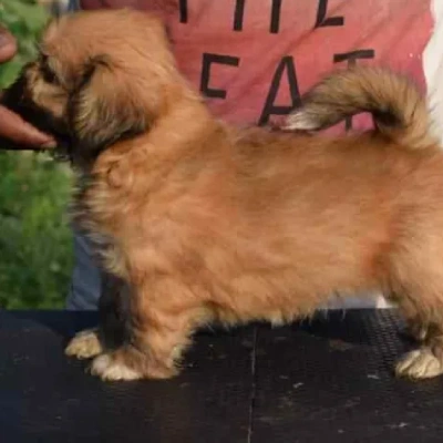 Lhasa Apso Price in Surat | Lhasa Apso Puppies for sale in Surat