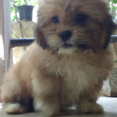 Lhasa Apso Price in Pune | Lhasa Apso Puppies for sale in Pune