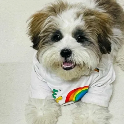 Lhasa Apso Price in Pune | Lhasa Apso Puppies for sale in Pune