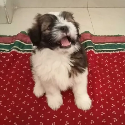 Lhasa Apso Price in Pune | Lhasa Apso Puppies for sale in Pune