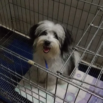 Lhasa Apso Price in Noida | Lhasa Apso Puppies for sale in Noida