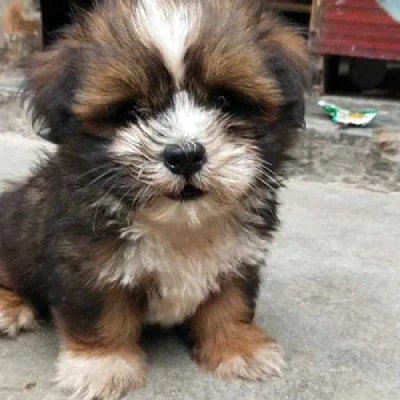 Lhasa Apso Price in Noida | Lhasa Apso Puppies for sale in Noida