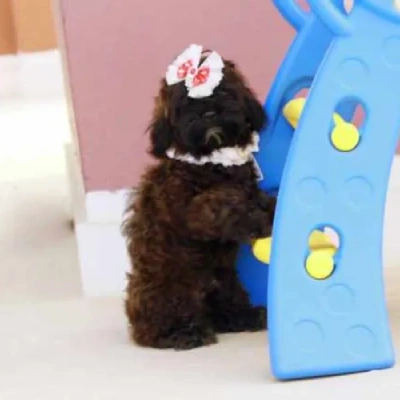 Lhasa Apso Price in Noida | Lhasa Apso Puppies for sale in Noida