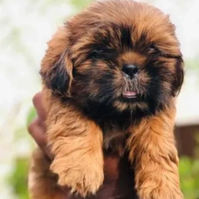 Lhasa Apso Price in Pune | Lhasa Apso Puppies for sale in Pune