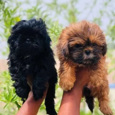 Lhasa Apso Price in Noida | Lhasa Apso Puppies for sale in Noida