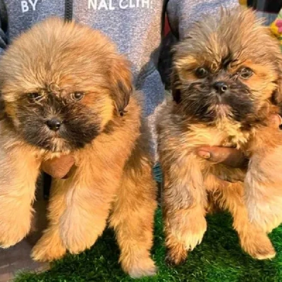 Lhasa Apso Price in Noida | Lhasa Apso Puppies for sale in Noida