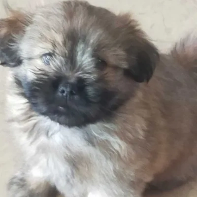 Lhasa Apso Price in Delhi | Lhasa Apso Puppies for sale in Delhi