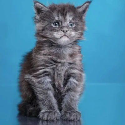 Maine Coon cat Price in Mumbai | Maine Coon cats for sale in Mumbai