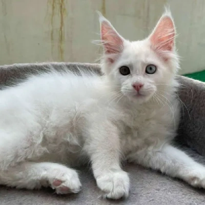 Maine Coon cat Price in Mumbai | Maine Coon cats for sale in Mumbai