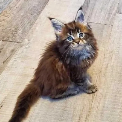 Maine Coon cat Price in Bangalore | Maine Coon cats for sale in Bangalore
