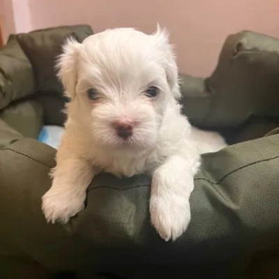 Maltese Price in Noida | Maltese Puppies for sale in Noida