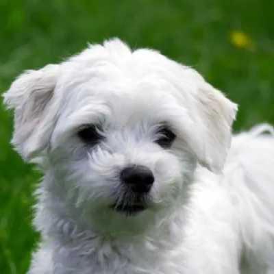 Maltese Price in Pune | Maltese Puppies for sale in Pune