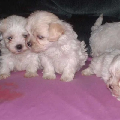 Maltese Price in Pune | Maltese Puppies for sale in Pune