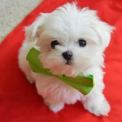 Maltese Price in Noida | Maltese Puppies for sale in Noida