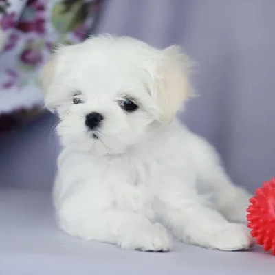 Maltese Price in Noida | Maltese Puppies for sale in Noida