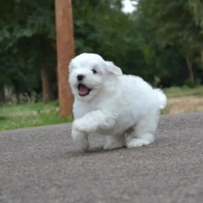 Maltese Price in Noida | Maltese Puppies for sale in Noida