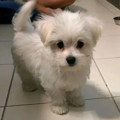Maltese Price in Noida | Maltese Puppies for sale in Noida