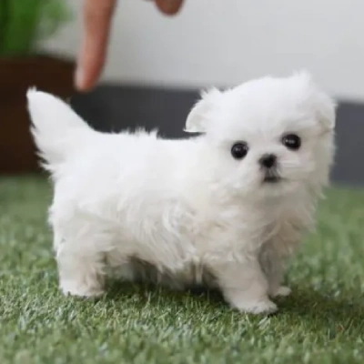 Maltese Price in Noida | Maltese Puppies for sale in Noida