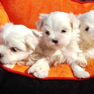 Maltese Price in Pune | Maltese Puppies for sale in Pune