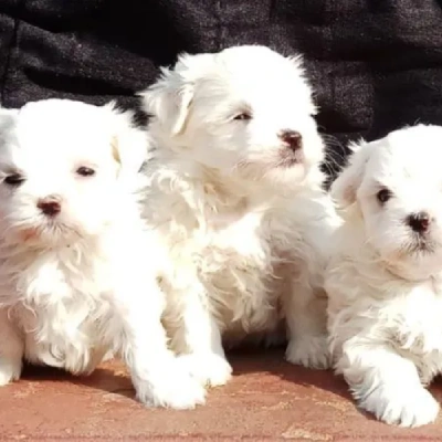 Maltese Price in Noida | Maltese Puppies for sale in Noida