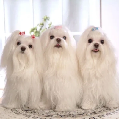 Maltese Price in Noida | Maltese Puppies for sale in Noida