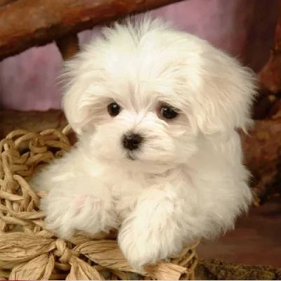 Maltese Price in Noida | Maltese Puppies for sale in Noida