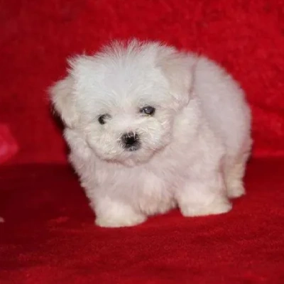 Maltese Price in Noida | Maltese Puppies for sale in Noida
