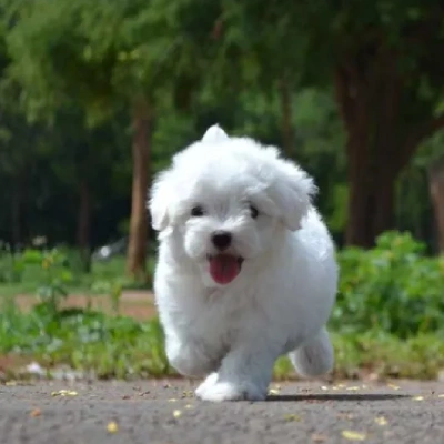 Maltese Price in Noida | Maltese Puppies for sale in Noida