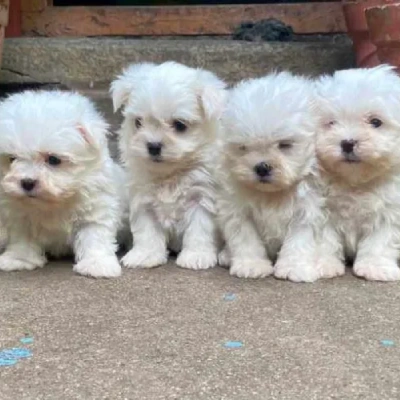 Maltese Price in Pune | Maltese Puppies for sale in Pune