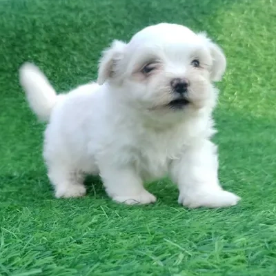 Maltese Price in Noida | Maltese Puppies for sale in Noida