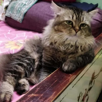 Persian cat Price in Hyderabad | Persian cats for sale in Hyderabad