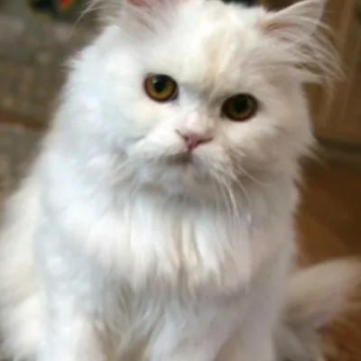 Persian cat Price in Mumbai | Persian cats for sale in Mumbai