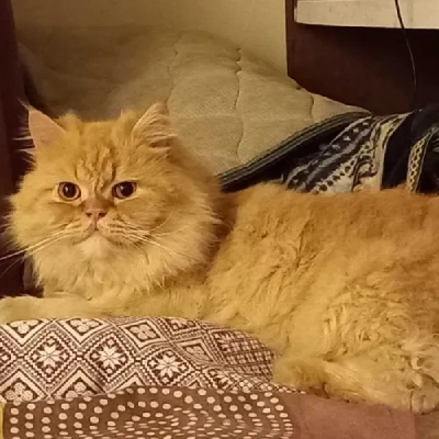 Persian cat Price in Hyderabad | Persian cats for sale in Hyderabad