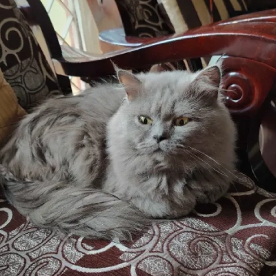 Persian cat Price in Bangalore | Persian cats for sale in Bangalore