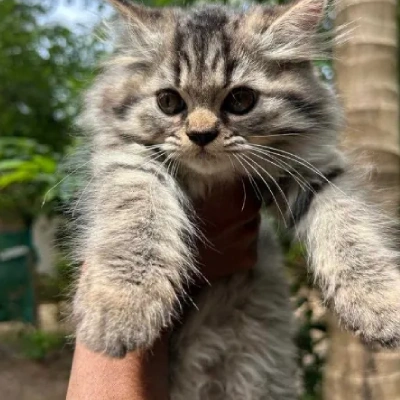 Persian cat Price in Hyderabad | Persian cats for sale in Hyderabad