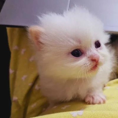 Persian cat Price in Mumbai | Persian cats for sale in Mumbai