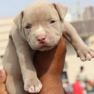 Pitbull Price in Noida | Pitbull Puppies for sale in Noida
