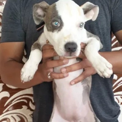 Pitbull Price in Surat | Pitbull Puppies for sale in Surat