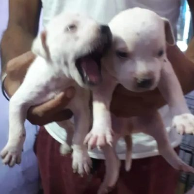 Pitbull Price in Surat | Pitbull Puppies for sale in Surat
