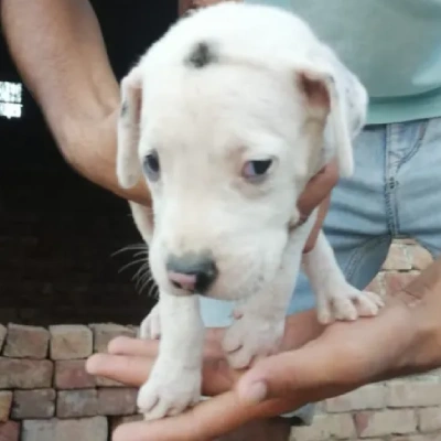 Pitbull Price in Pune | Pitbull Puppies for sale in Pune