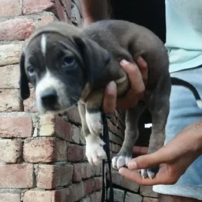 Pitbull Price in Pune | Pitbull Puppies for sale in Pune