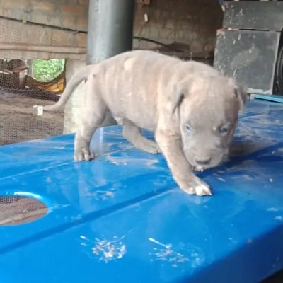 Pitbull Price in Pune | Pitbull Puppies for sale in Pune