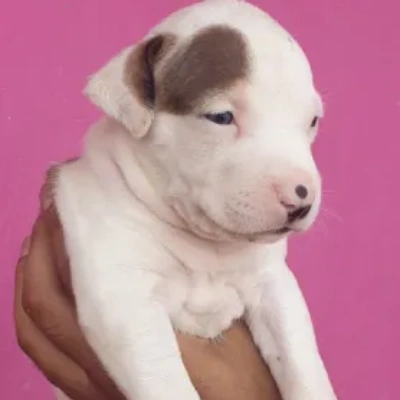 Pitbull Price in Noida | Pitbull Puppies for sale in Noida
