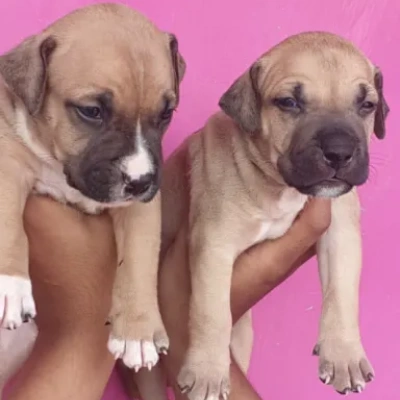 Pitbull Price in Pune | Pitbull Puppies for sale in Pune