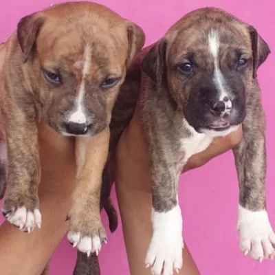 Pitbull Price in Noida | Pitbull Puppies for sale in Noida