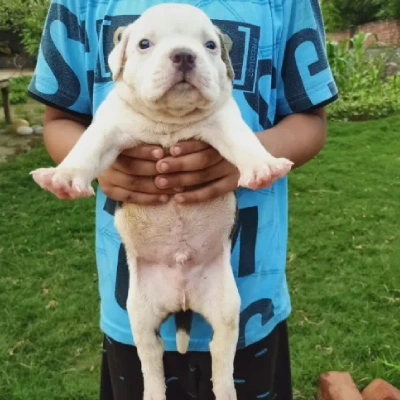 Pitbull Price in Pune | Pitbull Puppies for sale in Pune